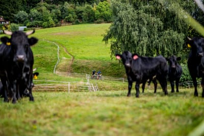 Závod horských kol Strunk Connect Lesák CUP 2025